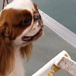 English Toy Spaniels from Sirius' Kennels