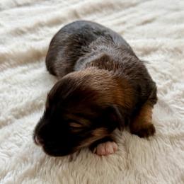 Aaron - Silver brindle male Havanese puppy in Wappapello, Missouri from Titanium Havanese LLC
