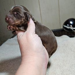 Boy 1 - Chocolate and tan male Dachshund puppy in Lansing, Michigan from Black Thunder 517 Cane Corso and Dachshunds