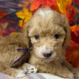 Morticia (Purple Collar) - Red  female Goldendoodle puppy in Lake Panasoffkee, Florida from Donnas Deluxe Doodles LLC
