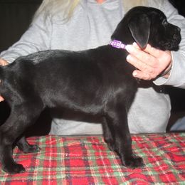 2500 Purple Collar - Black female Cane Corso puppy in Troy, Tennessee from Storm Front Cane Corso