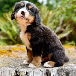 Shazam (Orange Collar) - Black rust and white male Bernese Mountain Dog puppy in Stanwood, Washington from Butter Cup Pups and Paws