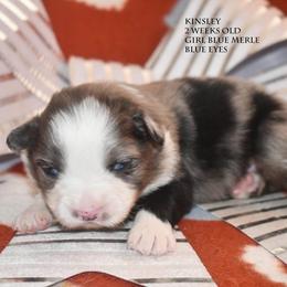 Kinsley - Blue merle female Miniature Australian Shepherd puppy in Patterson, North Carolina from DreamLine Aussies