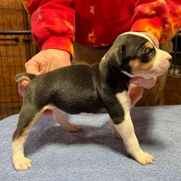 Caliber - Black white and tan male Rat Terrier puppy in Gonzales, Texas from Sunshine Deckers