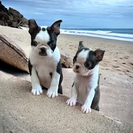"Male and female" Boston Terrier and French Bulldog Puppies from Classic Boston Terriers and French Bulldogs