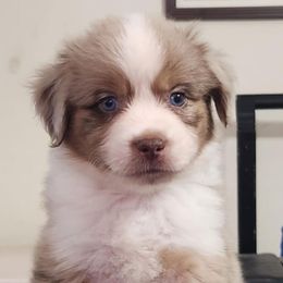 Yellow Collar boy - Red merle male Miniature American Shepherd puppy in Norfolk, Virginia from Givadem