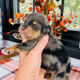 Asher - Blue male Pyredoodle puppy in Bowling Green, Ohio from FDF Pyredoodles & Bernedoodles