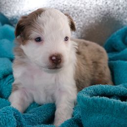 Apple Ceirt - Red merle Miniature American Shepherd puppy in Cleveland, Ohio from Double Moon