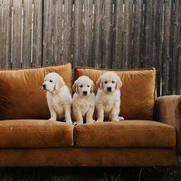 Golden Retriever Puppies from Rosemary Goldens