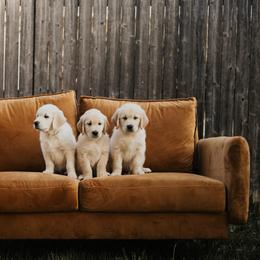 Golden Retriever Puppies from Rosemary Goldens