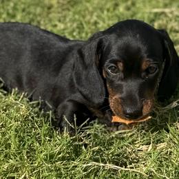 Boy 2 - Black and tan male Dachshund puppy in Buckeye, Arizona from Ryder's Roundup