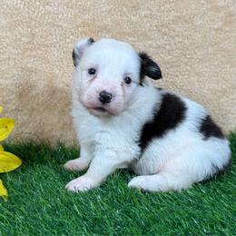 Jayden-Fluffy - White and black female Pembroke Welsh Corgi puppy in Stillwater, Oklahoma from Steele Family Farms