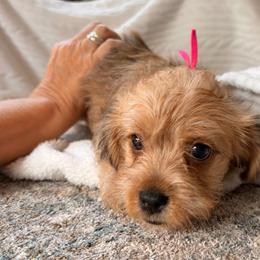 Paulie - Sable female Poodle puppy in Greenville, South Carolina from Wendy's House Of Poodles LLC