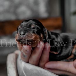 Dachshund Puppies from Friends ‘n Low Places Dachshunds of Texas