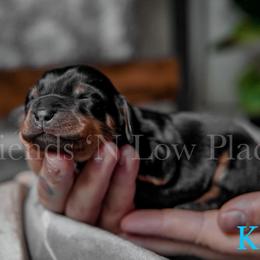 Dachshund Puppies from Friends ‘n Low Places Dachshunds of Texas