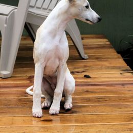 Whippet Puppies from Skyline Whippets