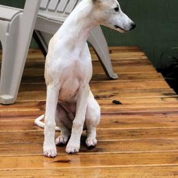 Whippet Puppies from Skyline Whippets