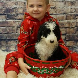 Goldendoodle and Sheepadoodle Puppies from The Farms Precious Doodles