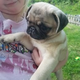 Bubs - Fawn male Pug puppy in Woodland, Washington from Moore's Little Pug's