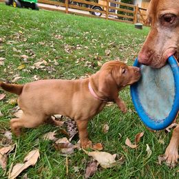 Vizsla All Grown Up from Massive Creek Vizslas