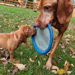 Vizsla All Grown Up from Massive Creek Vizslas