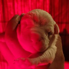 Boy3 - White male Dogo Argentino puppy in Morgan Hill, Pennsylvania from De la Fuerza De Dios