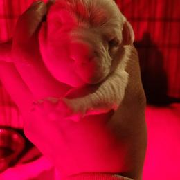 Boy3 - White male Dogo Argentino puppy in Morgan Hill, Pennsylvania from De la Fuerza De Dios