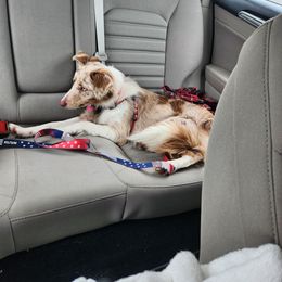 Border Collie Puppies from Cullins Collies