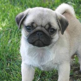 Pug Puppies from Pug Puppies of Boston