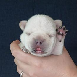 French Bulldog Puppies from Diamond Dreams French Bulldogs