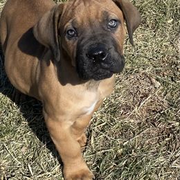 Boerboel Puppies from Heritage Boerboels