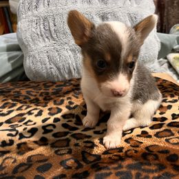 American Corgi, Cardigan Welsh Corgi, and Pembroke Welsh Corgi Puppies from Coopers Korner