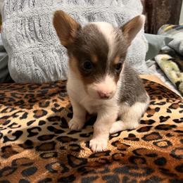 American Corgi, Cardigan Welsh Corgi, and Pembroke Welsh Corgi Puppies from Coopers Korner