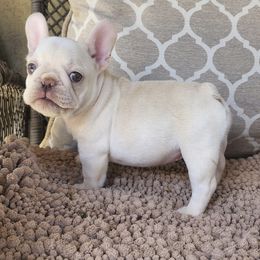 French Bulldog Puppies from MaFrenchiesBadandBoujee