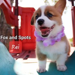 Girl 4 - Pembroke Welsh Corgi puppy in Lavon, Texas from Fox and Spots