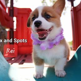 Girl 4 - Pembroke Welsh Corgi puppy in Lavon, Texas from Fox and Spots