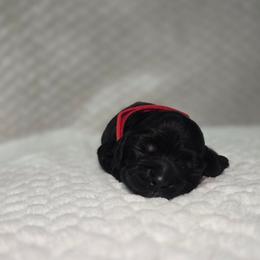 Kai - Black male Cocker Spaniel puppy in Corcoran, California from Sweetheart Cockers