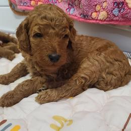 Gray collar - Red  male Poodle puppy in Colorado Springs, Colorado from Silly's Standard Poodles