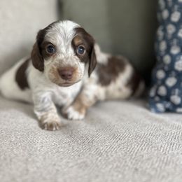 Dachshund Puppies from Southern Pearl Doxies