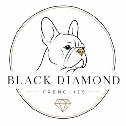 French Bulldog puppies from Black Diamond Frenchies