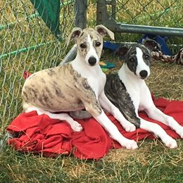 Whippet Puppies from Winstar Whippets