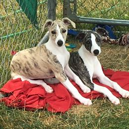 Whippet Puppies from Winstar Whippets