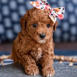 Dolly - Red  female Goldendoodle puppy in Lumberton, Mississippi from SouthernDoodlebug/ Utah Doodlebug