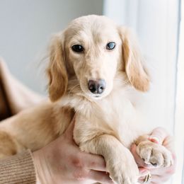 Dachshund Puppies from English Cream Dachshunds