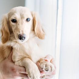 Dachshund Puppies from English Cream Dachshunds