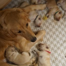 Goldendoodle, Golden Retriever, and Sheepadoodle Puppies from Guppy Puppies
