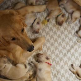 Goldendoodle, Golden Retriever, and Sheepadoodle Puppies from Guppy Puppies