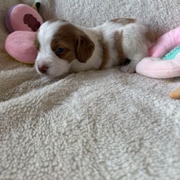 Girl 2 - female Brittany puppy in Maidens, Virginia from Labyrinth Brittanys