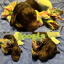 Boogie - Black male Goldendoodle puppy in Cordova, Tennessee from TrueLine kennels