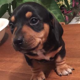 Dachshunds from Charlotte's Dachshunds